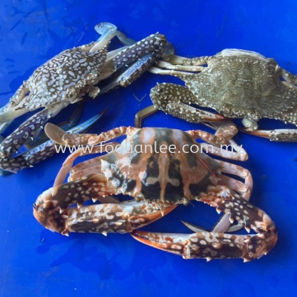 Crab з Shrimp & Crab Seafood Malaysia, Selangor, Kuala Lumpur (KL), Sekinchan, Klang Supplier, Suppliers, Supply, Supplies | FOO LIAN LEE FOOD PRODUCT
