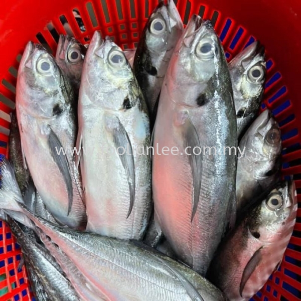 Torpedo Scad Ӳβ Fish Seafood Malaysia, Selangor, Kuala Lumpur (KL), Sekinchan, Klang Supplier, Suppliers, Supply, Supplies | FOO LIAN LEE FOOD PRODUCT