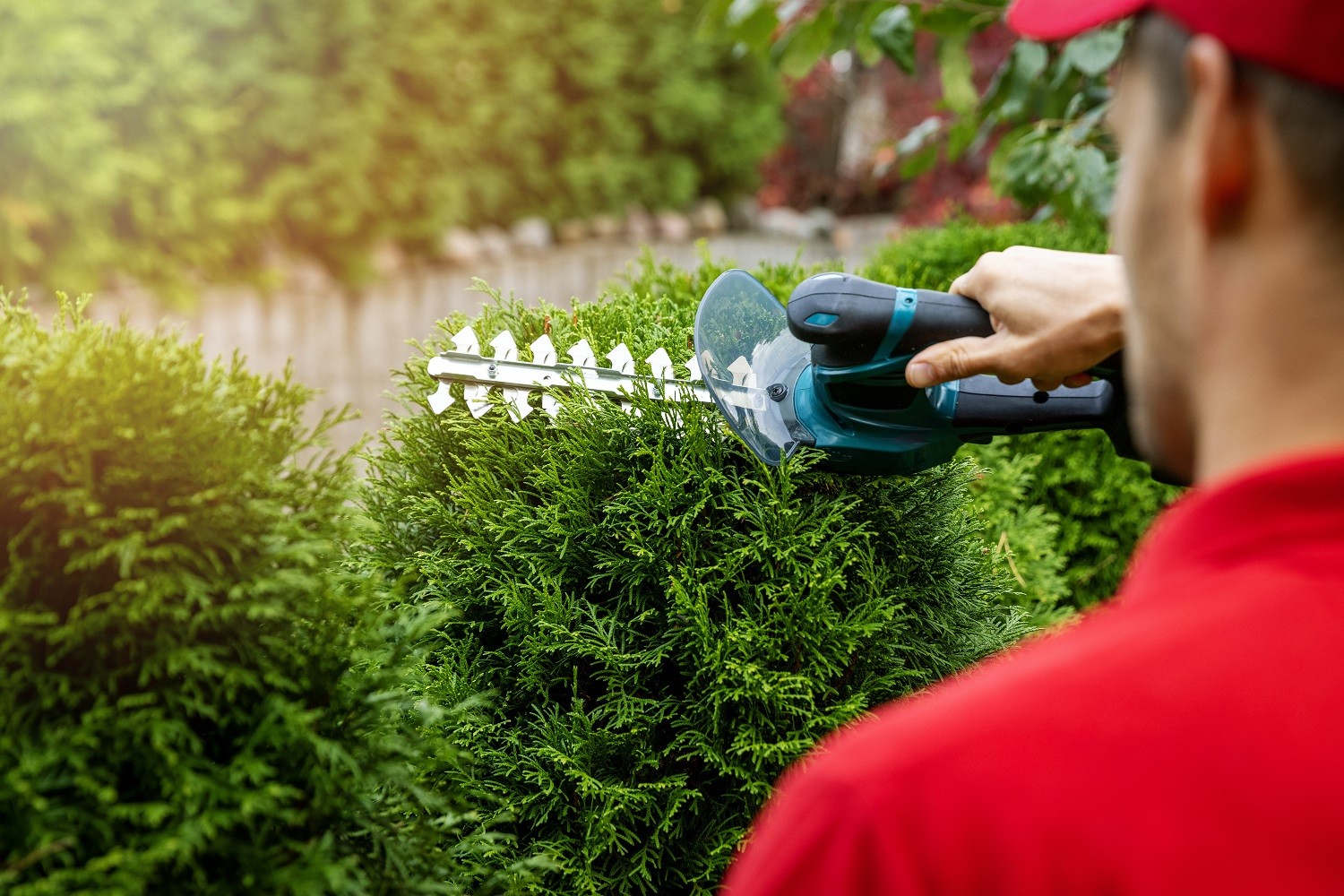 Pruning Services Kuala Lumpur KL Malaysia Selangor Taman Kinrara 