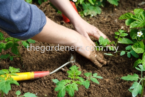 Garden Maintenance