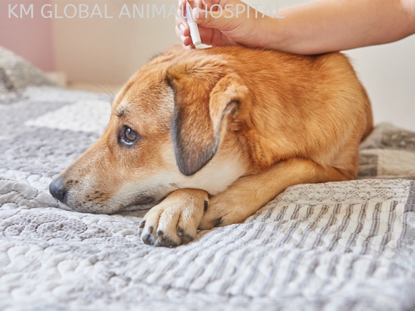 Pencegahan Parasit Luaran Kesihatan dan Perubatan Pencegahan Selangor, Malaysia, Kuala Lumpur (KL), Batu Caves Services | KM GLOBAL ANIMAL HOSPITAL SDN. BHD.