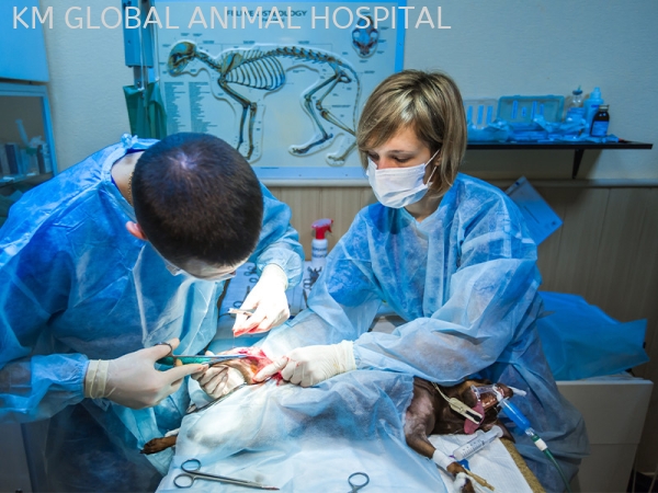 Orthopaedic Surgery Surgery Selangor, Malaysia, Kuala Lumpur (KL), Batu Caves Services | KM GLOBAL ANIMAL HOSPITAL SDN. BHD.