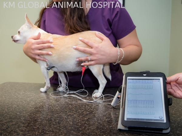 Elektrokardiografi (E.C.G) Pengimejan Makmal dan Diagnostik Selangor, Malaysia, Kuala Lumpur (KL), Batu Caves Services | KM GLOBAL ANIMAL HOSPITAL SDN. BHD.