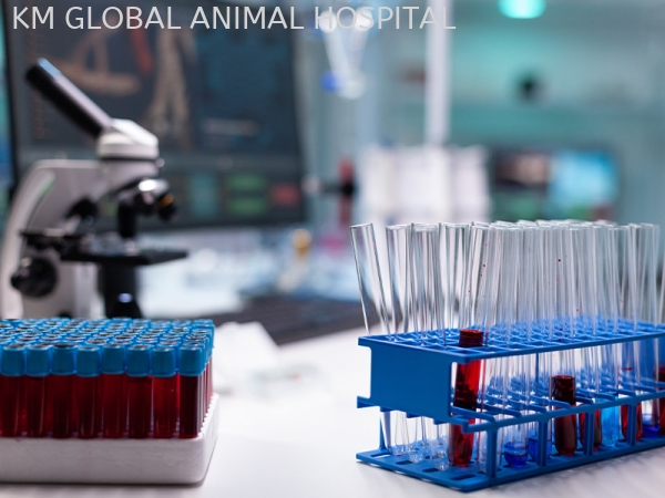 In-House Blood Testing (Idexx) Laboratory and Diagnostic Imaging Selangor, Malaysia, Kuala Lumpur (KL), Batu Caves Services | KM GLOBAL ANIMAL HOSPITAL SDN. BHD.