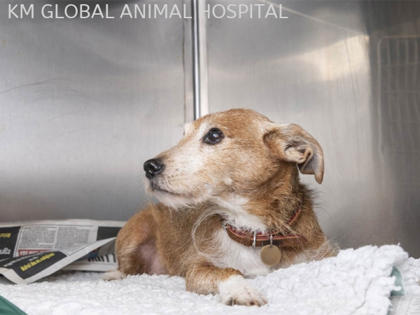 Dog Hospitalisation Ward Hospitalisation Selangor, Malaysia, Kuala Lumpur (KL), Batu Caves Services | KM GLOBAL ANIMAL HOSPITAL SDN. BHD.