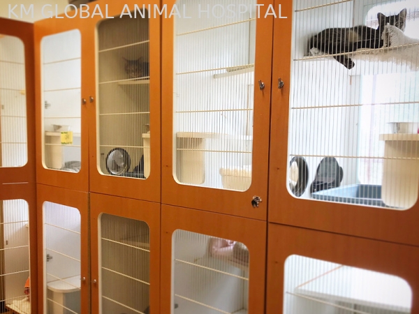 Cat Boarding Miscellaneous Services Selangor, Malaysia, Kuala Lumpur (KL), Batu Caves Services | KM GLOBAL ANIMAL HOSPITAL SDN. BHD.