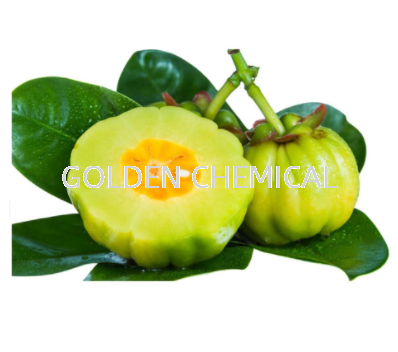 Garcinia Cambogia Extact Powder Extract Vegetable Base Malaysia, Penang Beverage, Powder, Manufacturer, Supplier | Golden Chemical Sdn Bhd