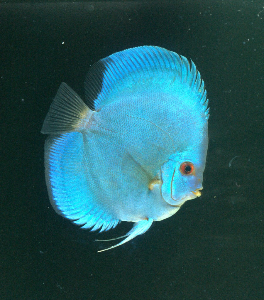 High Body Blue Diamond Discus (高身蓝钻)