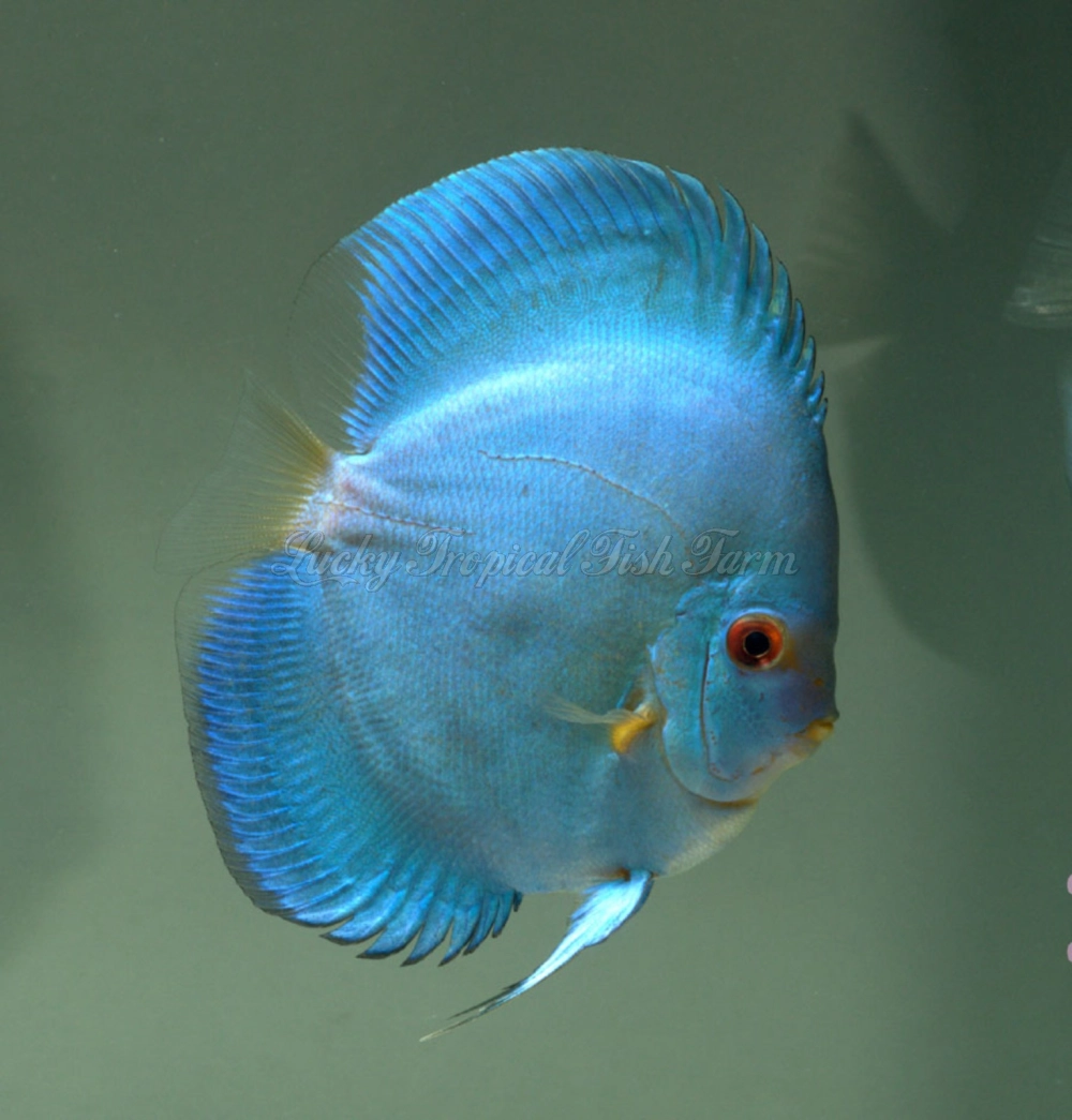 High Body Blue Diamond Discus (高身蓝钻)