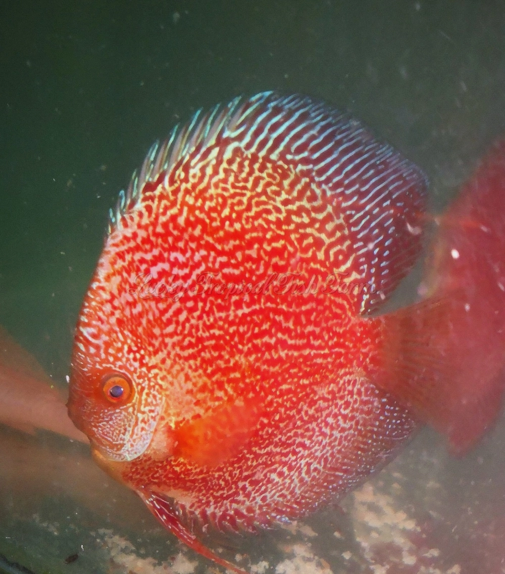 Snow Face Spotted Eruption Discus (雪山纹面豹纹蛇)