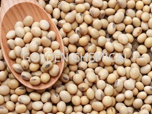 Instant Soya Bean Powder Others Flavor Malaysia, Penang Beverage, Powder, Manufacturer, Supplier | Golden Chemical Sdn Bhd
