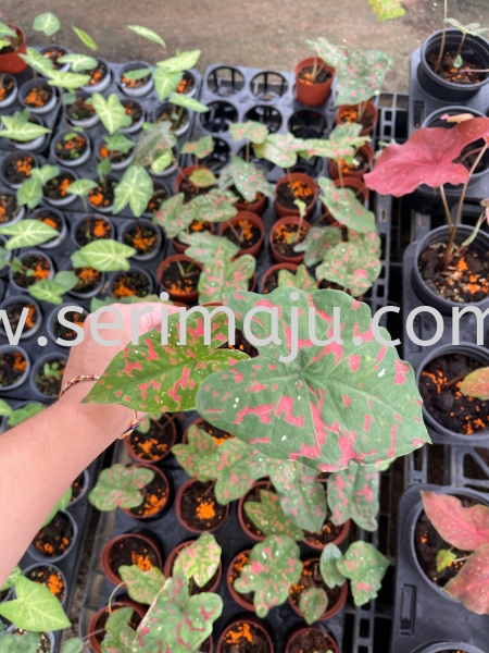 Caladium Poison Dart Frog P90 Potted Plants / Indoor Plants Malaysia, Johor, Muar Plants Wholesale, Wholesaler, Supplier, Supply | Tapak Semaian Seri Maju Sdn Bhd