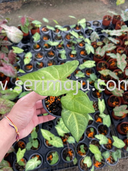 Caladium Frog in a Blender P90 Potted Plants / Indoor Plants Malaysia, Johor, Muar Plants Wholesale, Wholesaler, Supplier, Supply | Tapak Semaian Seri Maju Sdn Bhd