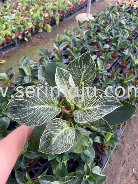 Philodendron Birkin P140 Potted Plants / Indoor Plants Malaysia, Johor, Muar Supplier, Supply, Wholesale, Wholesaler | Tapak Semaian Seri Maju Sdn Bhd