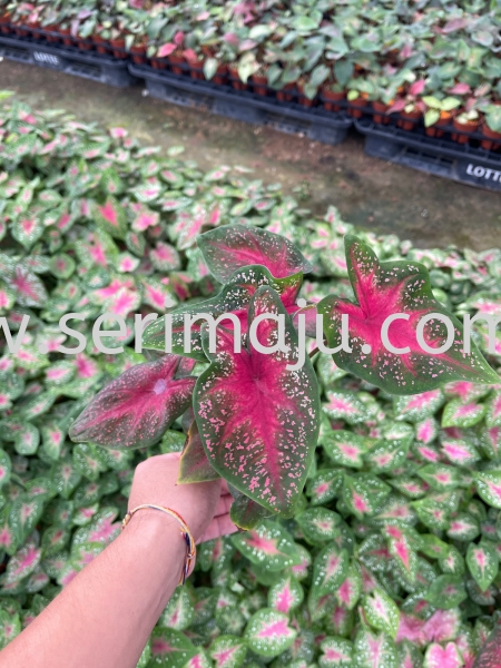 Caladium Pink Beauty P90 Potted Plants / Indoor Plants Malaysia, Johor, Muar Plants Wholesale, Wholesaler, Supplier, Supply | Tapak Semaian Seri Maju Sdn Bhd