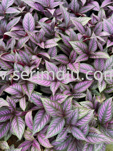 Strobilanthes Dyeriana P140 Potted Plants / Indoor Plants Muar, Johor, Malaysia. Nursery, Supplier, Supplies, Supply | Tapak Semaian Seri Maju Sdn Bhd