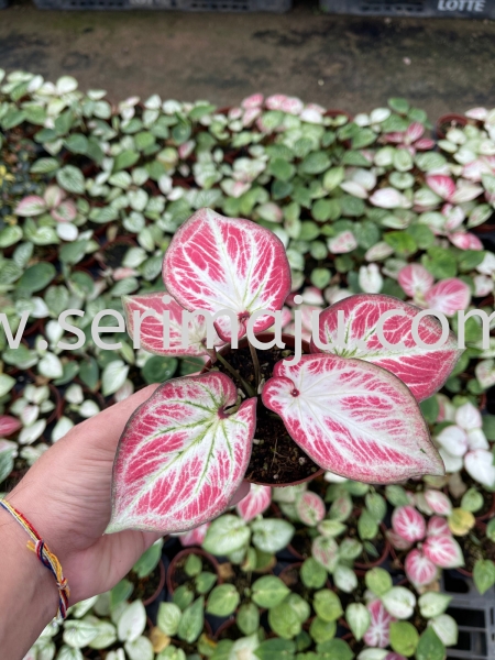 Caladium Pink Watermelon P90 Potted Plants / Indoor Plants Muar, Johor, Malaysia. Nursery, Supplier, Supplies, Supply | Tapak Semaian Seri Maju Sdn Bhd