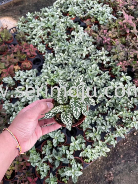 Hypoestes Phyllostachya White P90 Potted Plants / Indoor Plants Muar, Johor, Malaysia. Nursery, Supplier, Supplies, Supply | Tapak Semaian Seri Maju Sdn Bhd