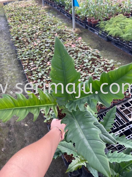 Philodendron Pluto P140 Potted Plants / Indoor Plants Muar, Johor, Malaysia. Nursery, Supplier, Supplies, Supply | Tapak Semaian Seri Maju Sdn Bhd