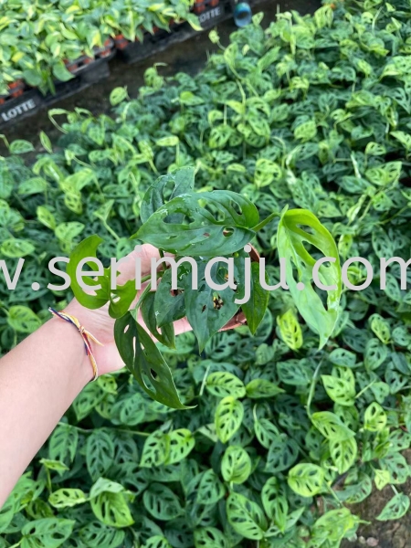 Monstera Adansonii P90 Potted Plants / Indoor Plants Muar, Johor, Malaysia. Nursery, Supplier, Supplies, Supply | Tapak Semaian Seri Maju Sdn Bhd