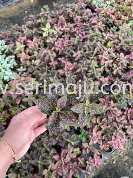 Hypoestes Phyllostachya Pink P90 Potted Plants / Indoor Plants Muar, Johor, Malaysia. Nursery, Supplier, Supplies, Supply | Tapak Semaian Seri Maju Sdn Bhd