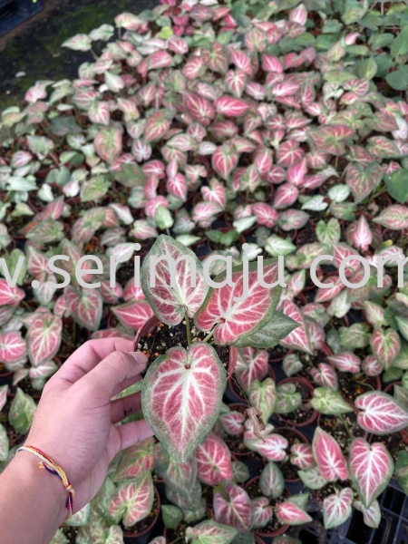 Caladium Super Daging P90 Potted Plants / Indoor Plants Muar, Johor, Malaysia. Nursery, Supplier, Supplies, Supply | Tapak Semaian Seri Maju Sdn Bhd