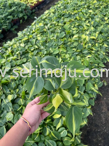 Philodendron Brasil P90 Potted Plants / Indoor Plants Malaysia, Johor, Muar Supplier, Supply, Wholesale, Wholesaler | Tapak Semaian Seri Maju Sdn Bhd