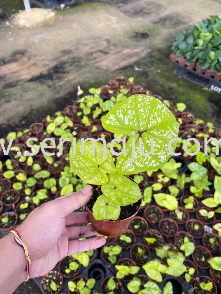 Caladium Green Apple P90 Potted Plants / Indoor Plants Malaysia, Johor, Muar Supplier, Supply, Wholesale, Wholesaler | Tapak Semaian Seri Maju Sdn Bhd
