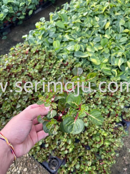 Iresine Herbstii Green P90 Potted Plants / Indoor Plants Malaysia, Johor, Muar Supplier, Supply, Wholesale, Wholesaler | Tapak Semaian Seri Maju Sdn Bhd