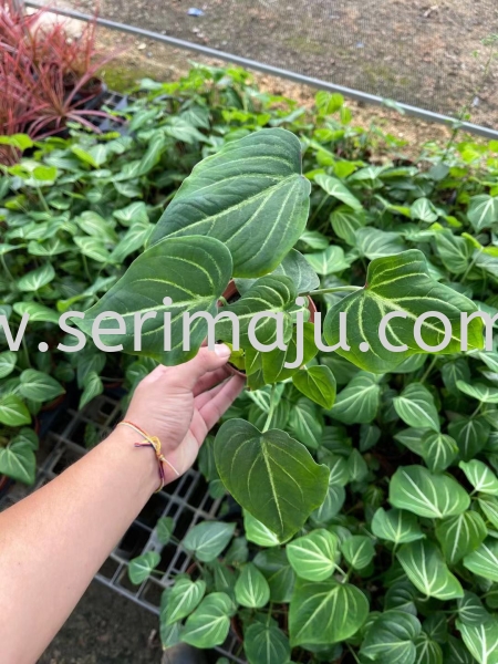 Caladium Schomburgri P110 Potted Plants / Indoor Plants Malaysia, Johor, Muar Supplier, Supply, Wholesale, Wholesaler | Tapak Semaian Seri Maju Sdn Bhd