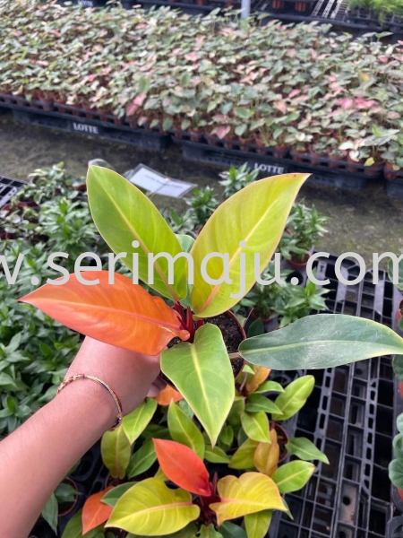 Philodendron Prince of Orange P140 Potted Plants / Indoor Plants Muar, Johor, Malaysia. Nursery, Supplier, Supplies, Supply | Tapak Semaian Seri Maju Sdn Bhd