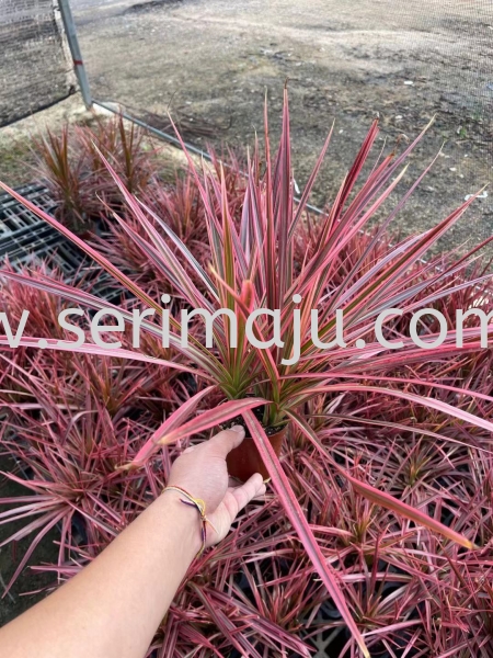 Dracaena Marginata Tricolor P90 Potted Plants / Indoor Plants Malaysia, Johor, Muar Plants Wholesale, Wholesaler, Supplier, Supply | Tapak Semaian Seri Maju Sdn Bhd