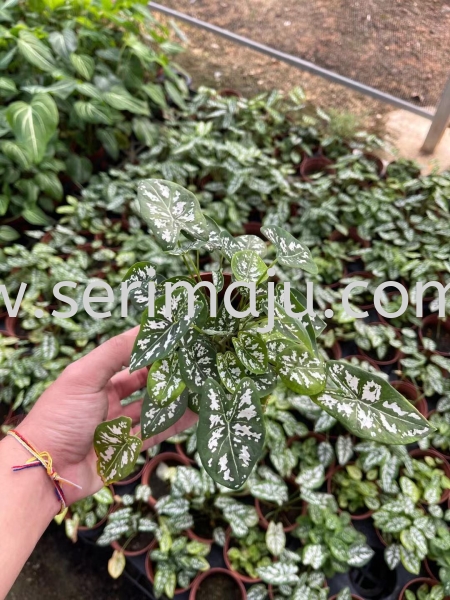 Caladium Humboldtii P110 Potted Plants / Indoor Plants Malaysia, Johor, Muar Supplier, Supply, Wholesale, Wholesaler | Tapak Semaian Seri Maju Sdn Bhd