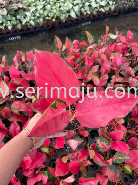 Aglaonema China Red P90 Potted Plants / Indoor Plants Malaysia, Johor, Muar Supplier, Supply, Wholesale, Wholesaler | Tapak Semaian Seri Maju Sdn Bhd