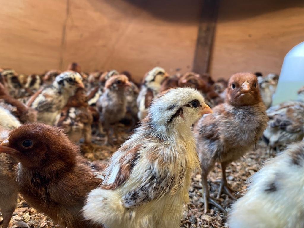 ANAK AYAM KAMPUNG ARAB