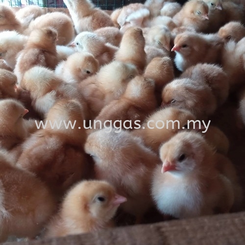 ANAK AYAM GAJAH ANAK AYAM GAJAH AYAM ANAK-ANAK UNGGAS   | Penternakan Sumber Unggas Sdn Bhd