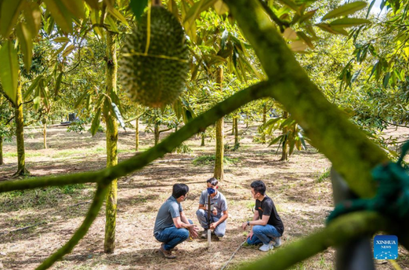 Regaltech-Alibaba Cloud Cooperation Seeding Agritech Revolution with Smart Durian Farming