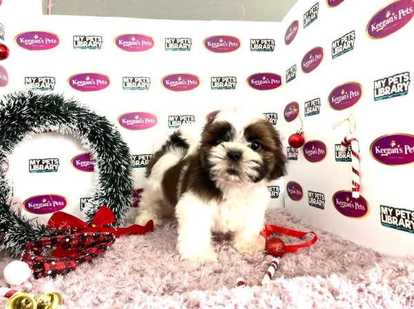 Shih Tzu (Male) Available Puppy For Sale/Booking Selangor, Malaysia, Kuala Lumpur (KL), Setia Alam Services | Keegan's Pets (Precious Pet)