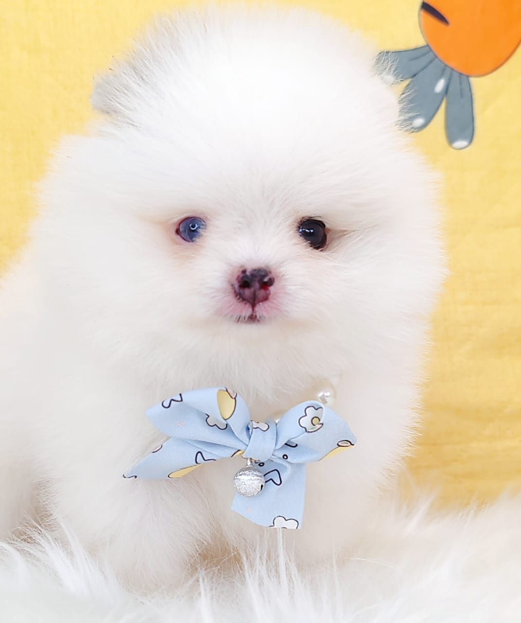 Pomeranian 博美