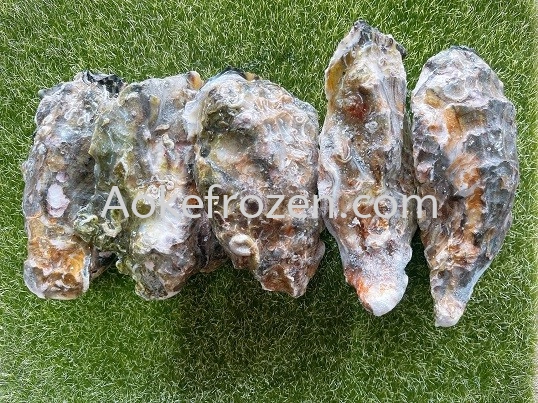 FULL SHELL OYSTER JAPAN (SASHIMI GRADE) 5PCS