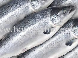 FROZEN NORWAY WHOLE SALMON 5-6KG 