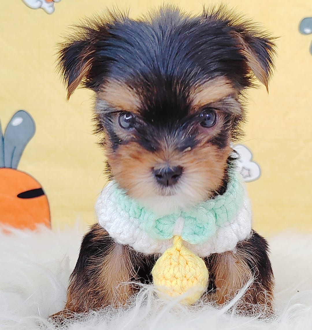 Yorkshire Terrier 约克夏