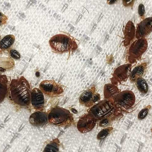 Bedbugs General Pest Control Kuala Lumpur (KL), Malaysia, Ampang Pest Treatment, White Ant Control | Unity Termite & Pest Control (M) Sdn Bhd