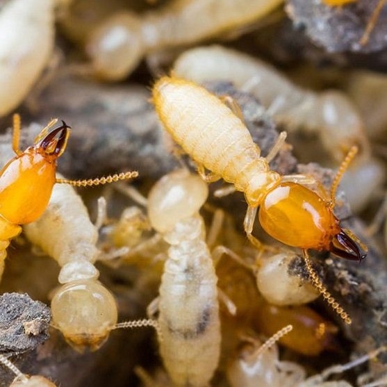 Termites Control Solution General Pest Control Kuala Lumpur (KL), Malaysia, Ampang Pest Treatment, White Ant Control | Unity Termite & Pest Control (M) Sdn Bhd