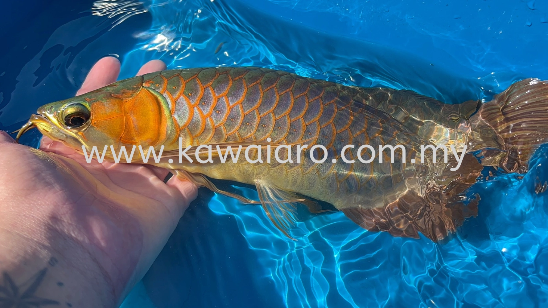 Kapuas Hulu Super Red Arowana