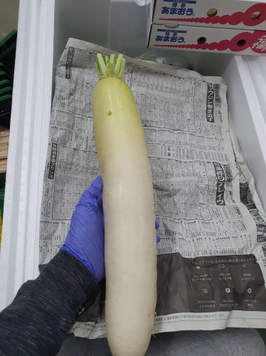 Daikon 大根