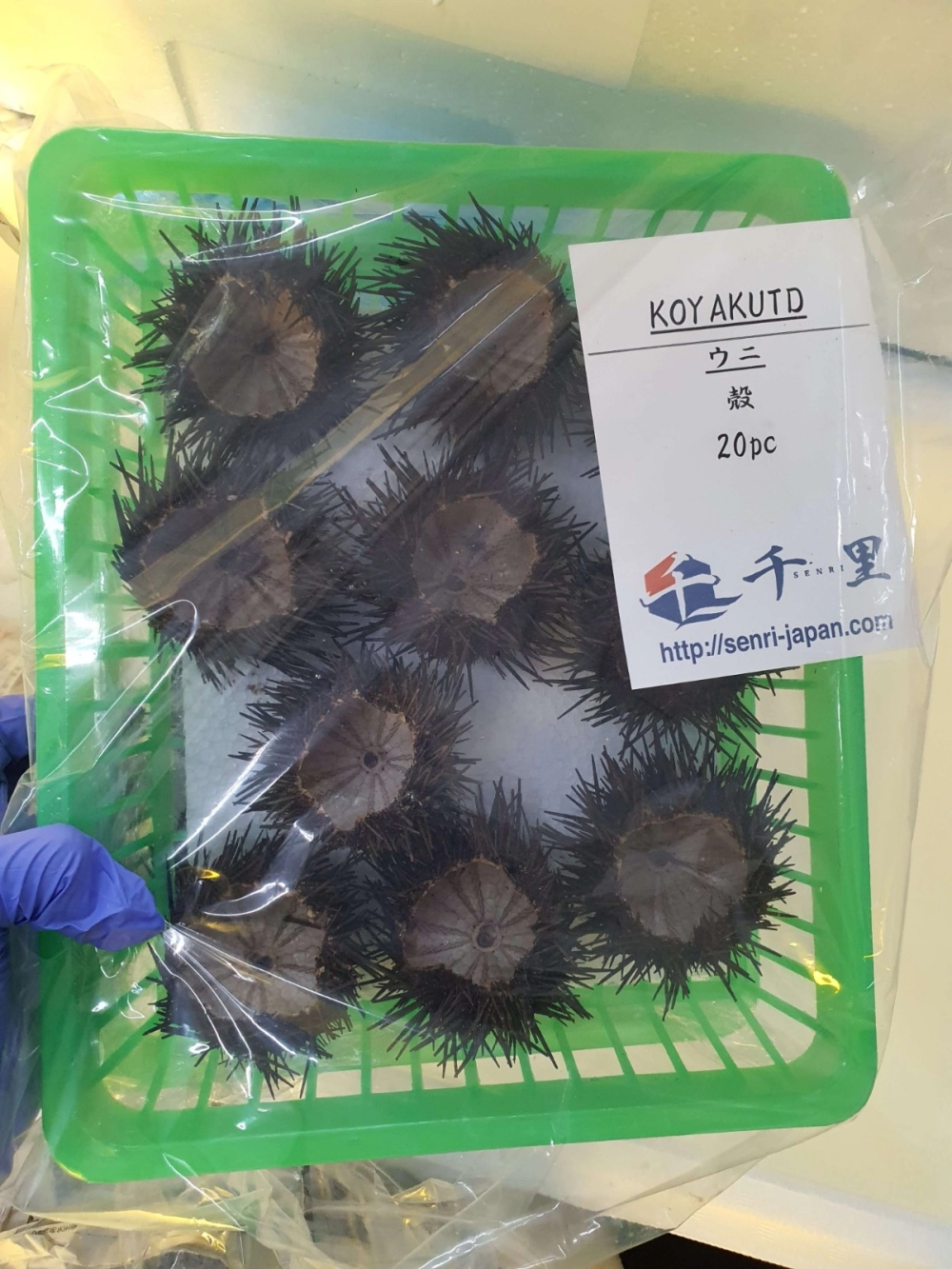 SEA URCHIN (UNI)