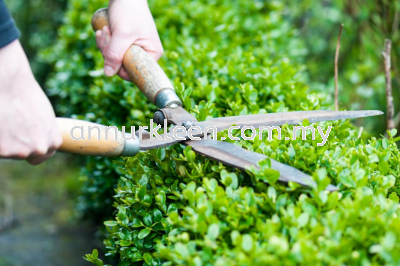 Hedge Cutting & Trimming