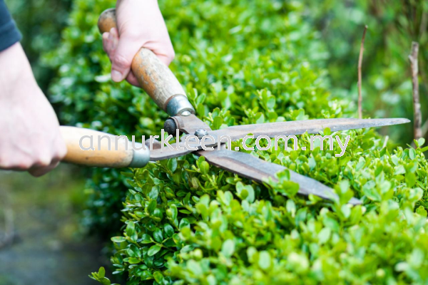 Hedge Cutting & Trimming Landscape Maintenance And Care Johor Bahru (JB), Senai, Kulai, Malaysia Services | An Nur Kleen Maintenance Sdn Bhd