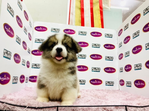 Pembroke Welsh Corgi - Red White (Male) Available Puppy For Sale/Booking Selangor, Malaysia, Kuala Lumpur (KL), Setia Alam Services | Keegan's Pets (Precious Pet)